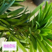 初花農場|石化狂龍羅漢松|3吋盆|林木植物|----定價200特價150