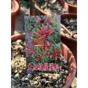 🍁香亭苑🍁 大紅袍羅漢松 6吋盆 嫁接苗 景觀樹 高度30公分 💲特價360元
