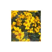 (店+)花森好市-香草植物**芳香萬壽菊**-香葉萬壽菊/5吋盆/高25-40cm/甜甜淡香 花葉可驅蟲/MA