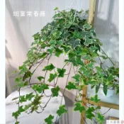 小花園藝 斑葉常春藤 楓葉常春藤 5-6吋盆 $240