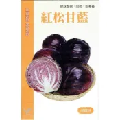 (店+)【天橙種子】紅松甘藍種子 紅色高麗菜 0.5公克 9~12月播種 結球類種子 興農種苗 家庭園藝 彩色原包裝