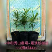 ~中和秀山農場~羅漢松樹苗~~(樹#244)~