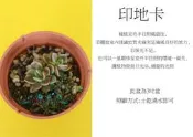 心栽花坊-印地卡(3吋)(多肉植物)售價45特價40