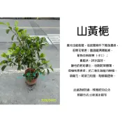 心栽花坊-玉堂春/梔子花/山黃梔/長筒黃梔子/8吋盆/香花植物/綠籬植物/綠化環境/多年生木本/特價320