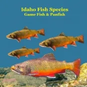 【三民網路書店】Idaho Panfish and Game Fish Species Kids Book: Great Book About the Different Types of Fish in Idaho 作者：Kinsey Marie