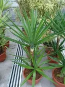 ╭＊田尾玫瑰園＊╯觀葉植物-(綠葉尤加)