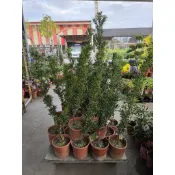 運轉羅漢松植物盆栽🌲定價360元☘️6吋盆