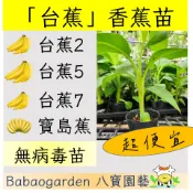 香蕉苗 台蕉 台蕉2號 台蕉3號 台蕉5號 台蕉7號 台蕉8號 寶島蕉 香蕉 無病毒苗 四季皆可種植 3吋苗 八寶園藝