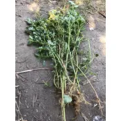 【n0900台灣健立最便宜】2022 現採野莧菜 每棵(50~100cm)可以做臭豆腐的酵素禮拜六下標禮拜二出貨，