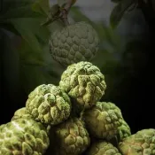 【賞菓優鮮】台東太麻里大目釋迦大果禮盒2盒(6-7粒/5斤X2盒)(黃金產區_鮮採直送)