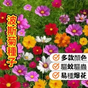 森禾|現貨現發 【稀有波斯菊種子】彩虹漸層複色 限量秋櫻品種 易種爆花 四季可播 陽台庭院切花 新手推薦  驅蚊驅蟲家庭