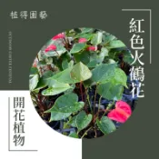 植得｜紅色火鶴花｜觀葉植物·室內植物
