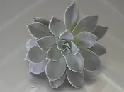 【石蓮花農場】超值∼一斤只要80元