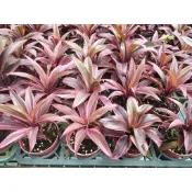 彩綠花果園_觀葉植物_新彩朱蕉_3吋盆_高約10-15cm