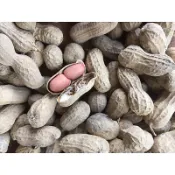 雲林帶殼生花生小顆或NG  炒起來更香甜 已曬乾不宜帶殼水煮