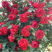 今年最新花苗【爬藤玫瑰花苗】爬藤月季玫瑰小苗 玫瑰花苗 高顏值 熱戀之花 藤本玫瑰 陽台庭院四季種植開花 觀賞花卉