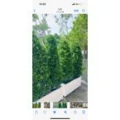 羅漢松、金錢衫、茂密自然型羅漢松