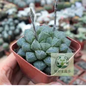 （快速出貨）大葉樓蘭 十二卷玉露壽 多肉植物 新手綠植花卉 陽台庭院小盆栽