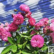 《粉滿天星》🈶貨⭐️蔓性、攀藤⭐️🌹 蔓性玫瑰 🌹 玫瑰花盆栽苗 🌹 玫瑰苗 🌹 玫瑰花苗 🌹 玫瑰盆花 🌹玫瑰