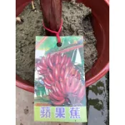 頂耀園藝 蘋果蕉 高度約30公分