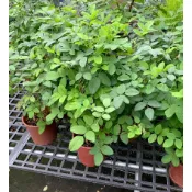 一禪種苗園-在台灣全島平地栽培〈蝶豆花/藍豆〉常綠木質藤本-5吋盆/ANNY