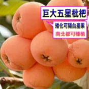 大五星枇杷苗🟡矮化+施肥🟡南北陽台都可種 枇杷 枇杷苗 樹苗 果苗 矮化果樹 矮生盆栽 矮化盆栽 水果苗 水果盆栽