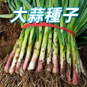 【大蒜種子】新鮮大蒜種子 可食用蒜苗 陽台盆栽家庭種植 四季栽種 簡單好種 現採現吃 無農藥 高品質 蒜瓣種子