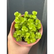 水模型園藝#黃金錢草 3吋盆 6吋盆 水生植物