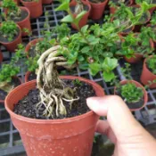 芳苑樹花苗繁殖農場  名稱：壽娘子