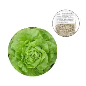 (店+)【蔬菜之家】A21.波斯頓萵苣種子1500顆(日本進口.奶油生菜半結球狀生菜沙拉用)葉菜類種子