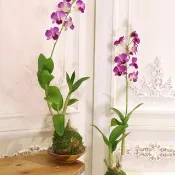 蘭花盆栽 石斛蘭 苔球 居家擺設