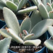 沅鈺農場   多肉植物   無星兔