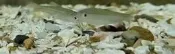 玩家水族 溪哥魚 幼魚 約2公分