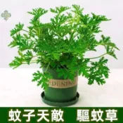 驅蚊草種子 100 粒  四季可種 薄荷羅勒迷迭香艾草香茅豬籠草 夏季驅蟲香草盆栽種子