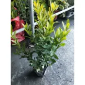 矮仙丹（紅色）定價25元🌞3吋盆
