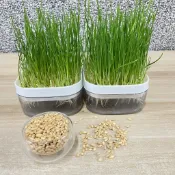 【六寵物】貓草種子 貓草水培盒 貓草 貓草合 貓薄荷 大麥 小麥 大麥 黑麥