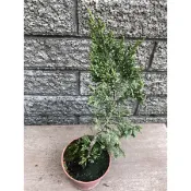 真柏｜4吋苗植袋～小品盆栽素材⋯