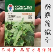 【台灣現貨-免運】貓薄荷種子 貓草種子 貓咪植物 貓草 種子 園藝育苗 家庭種植用品
