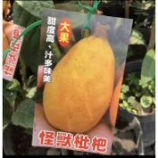 ★綠霖園藝★怪獸枇杷嫁接苗高度60公分  水果樹苗/新興果樹/果苗/嫁接/植物/盆栽