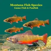 【三民網路書店】Montana Game Fish and Panfish Species Kids Book: Great Book About the Different Types of Fish in Montana 作者：Kinsey Marie