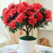 現貨 新種 杜鵑花種子（250粒）珍珠杜鵑花種子 盆栽杜鵑花 多色杜鵑花種子 花卉種子 鮮花種植 小院陽台種子 適合春天