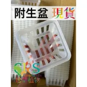 蕨盆 網盆 附生盆 工廠直營 加厚 優質塑料 耐曬耐用 台灣製造 鹿角蕨 蕨類 萬代蘭 蘭花 空氣鳳梨 珍奇植物