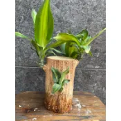 【 厭世植物園 】 懶人植物小品盆栽－水耕 巴西鐵樹 5吋 少量到貨！！