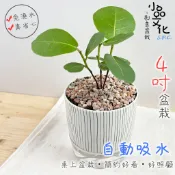 小品文化｜海葡萄 4吋盆栽｜免澆水盆栽 觀葉植物 室內植物 桌上盆栽 懶人盆栽 自動吸水盆栽 質感植栽｜仿瓷盆