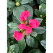 🌸植plant & flower ~ 荷蘭杜鵑  西洋杜鵑  杜鵑花