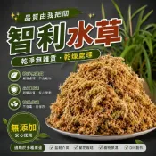 【大欣植栽園藝】出貨就是快 品質把關 已挑選 智利水草 水草  乾燥水草 智利水苔 鹿角蕨 蘭花 蕨類植物水草
