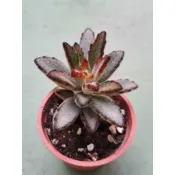 開心多肉~2吋盆 多肉植物 組盆 【黑兔 灰袍兔 月光兔  月兔耳】(含土含盆寄出)(實物拍攝)