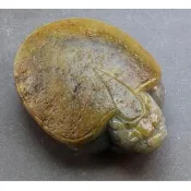【巧藝坊】天然和田玉灑金皮 文鎮 紙鎮 龍龜龍龜 榮華富貴 帶原皮原石 手把件(附鑑定證卡)