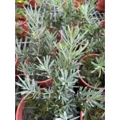 植入日常 藍葉羅漢松 六寸盆 超商與蝦皮寄送六寸盆一單兩盆為限 網美植物 店面擺設