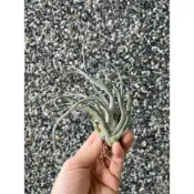 (店+)空氣鳳梨 河豚x章魚 'Ty' ehlersiana x bulbosa (RFI)(雨林)